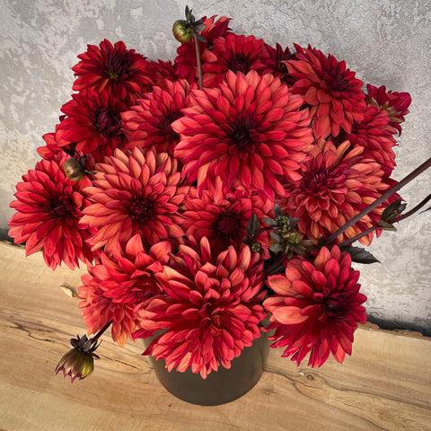 Dahlia Danique buy dahlia tubers online