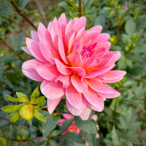 dahlia lily flower Dahlia 'Twiggy'