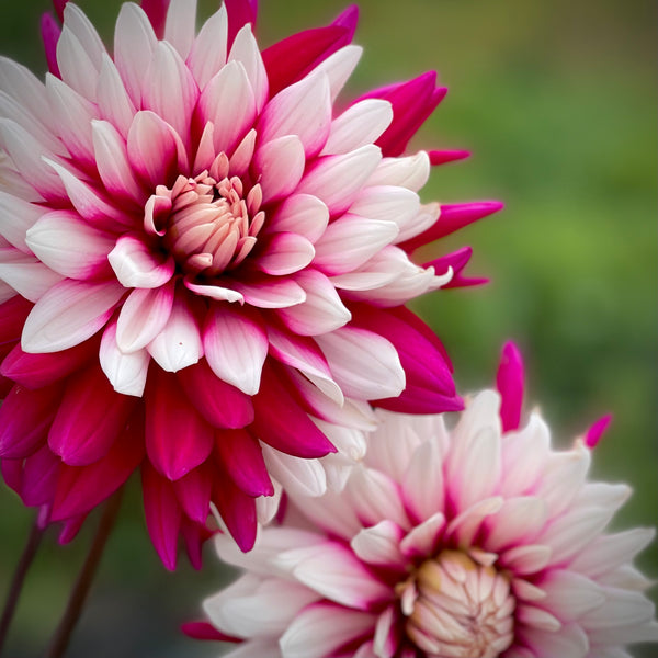 Dahlia Rebecca’s World