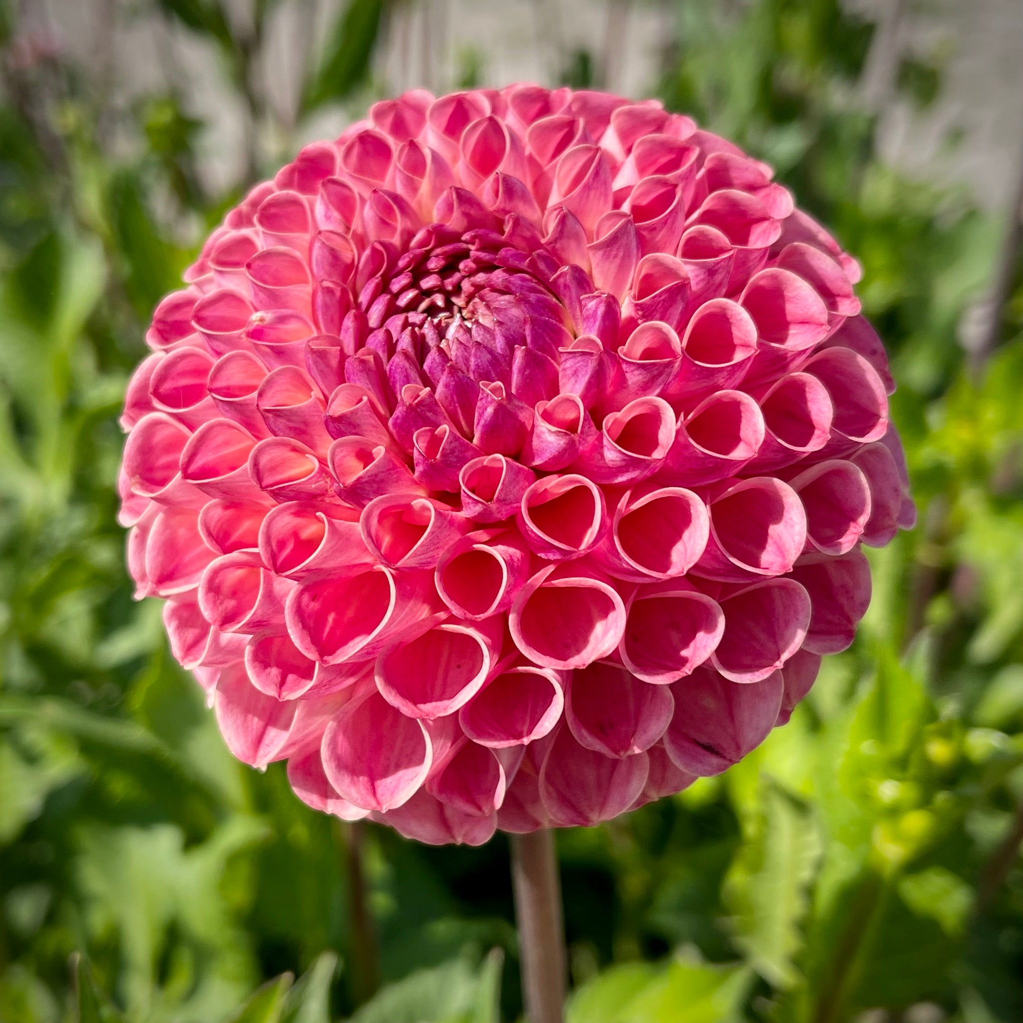ball dahlia seeds Dahlia 'Ghislaine'- Ball (1 imported tuber) – Lily's Garden Store