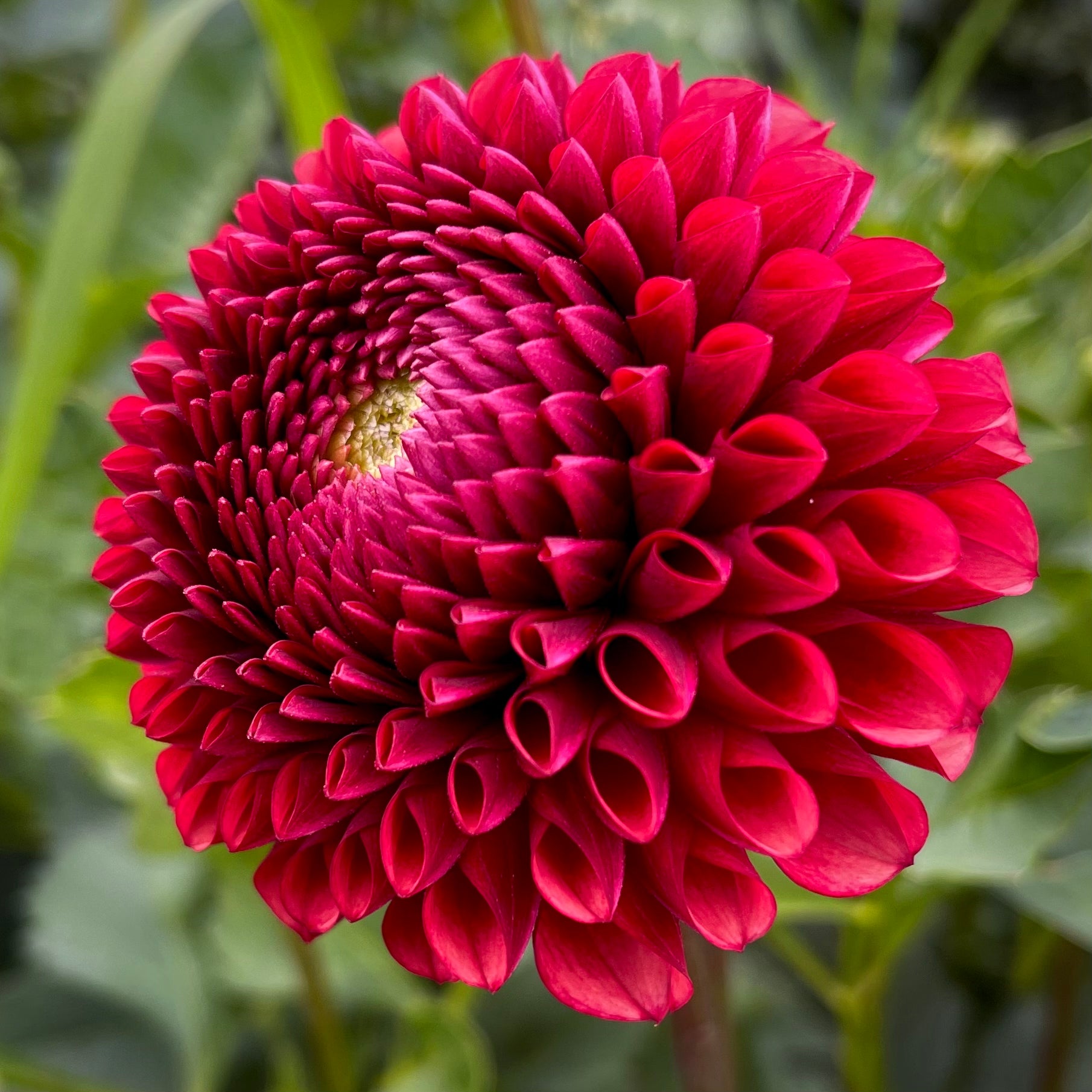 Dahlia 'Copper Boy' - Ball (1 farm tuber)