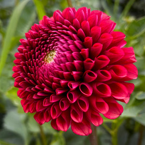 Dahlia 'Copper Boy' - Ball (1 farm tuber)