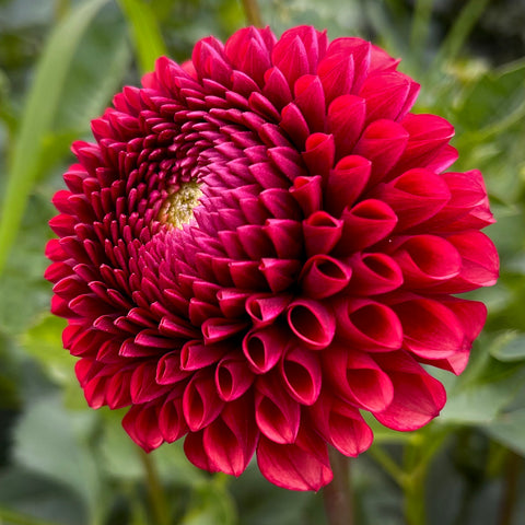 Dahlia 'Copper Boy' - Ball (1 farm tuber)