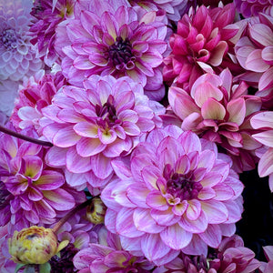 Dahlia 'Muchacha' - Informal Decorative (1 tuber)