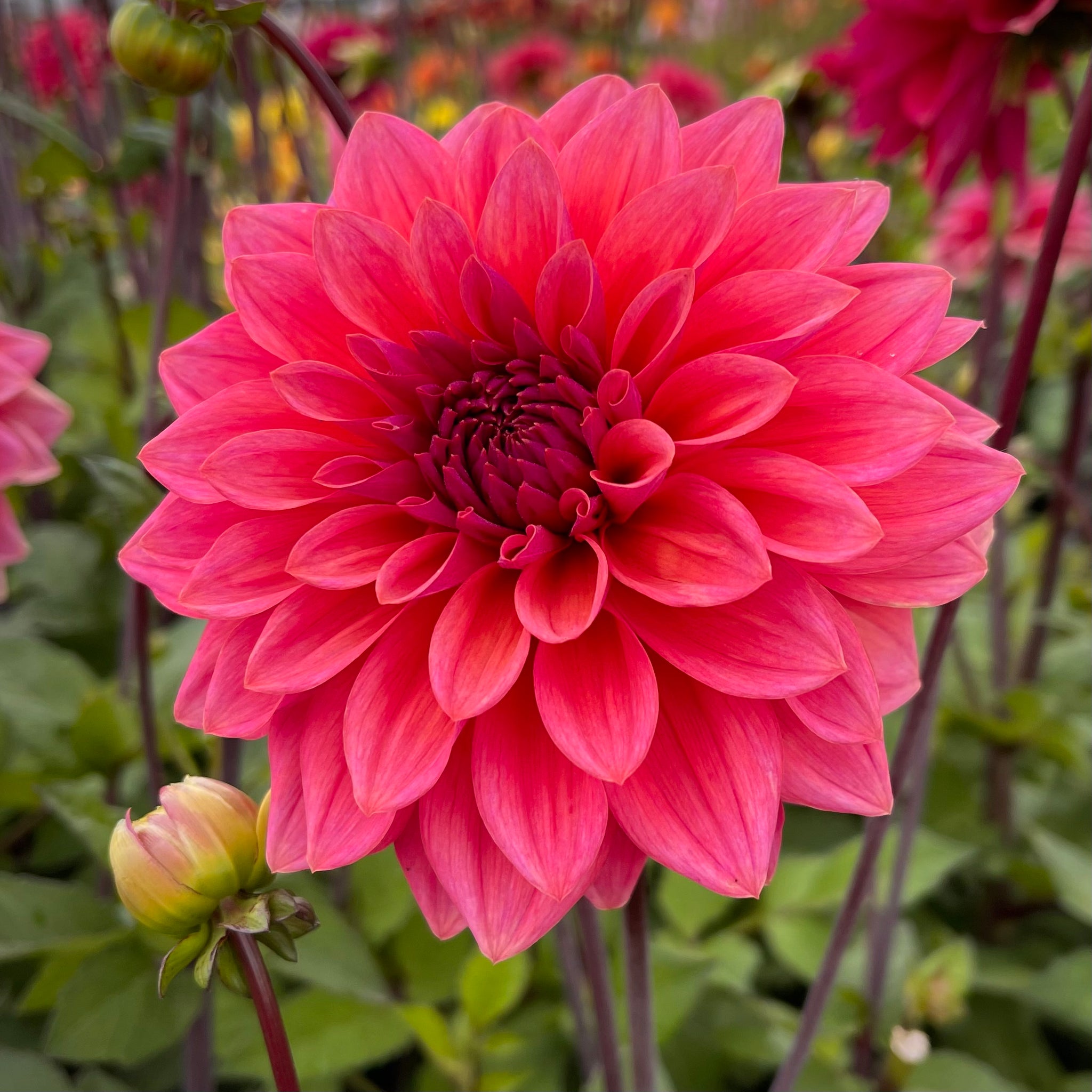Dahlia 'American Dawn'