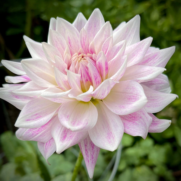 その他 Dahlia, Idyllic Dreamer CSR Day Dreamer Dahlia — Kamille's Flowers