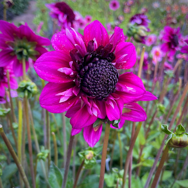 Dahlia 'Misses Amy' - Anemone form (1 farm tuber)
