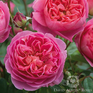 Rose DAVID AUSTIN Boscobel - Perfect Rosette Blooms, Vigorous, Fragrant