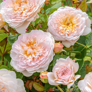 Rose DAVID AUSTIN Emily Brontë - Flat Blooms, Strong Fragrance