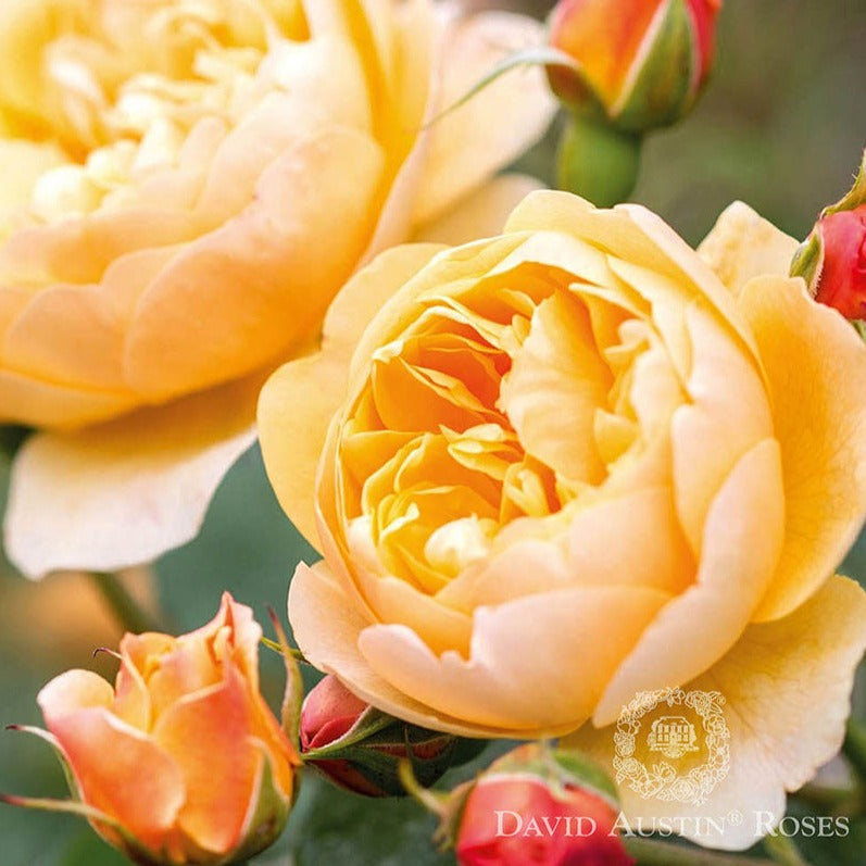 Rose DAVID AUSTIN Roald Dahl - Cupped, Fragrant, Rounded Shrub