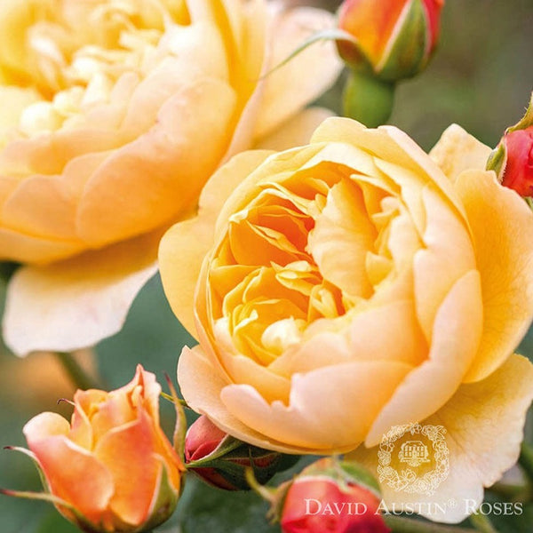 Rose DAVID AUSTIN Roald Dahl - Cupped, Fragrant, Rounded Shrub – Lily's ...