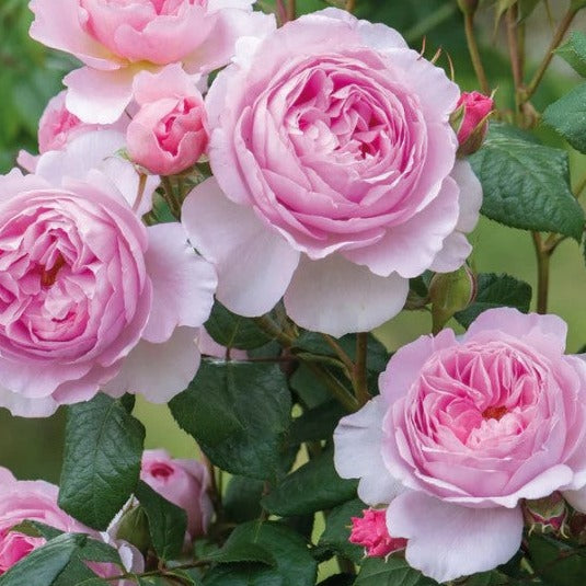 Rose DAVID AUSTIN The Ancient Mariner - Large, Fragrant