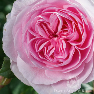 Rose DAVID AUSTIN The Ancient Mariner - Large, Fragrant