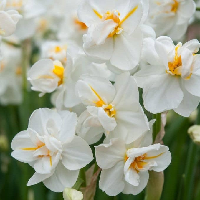 Perennial Daffodil 'Sir Winston Churchill' (Branching) - 10 bulbs