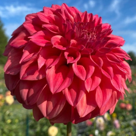 Dahlia 'All That Jazz' - Imported Small Formal Decorative (1 tuber)