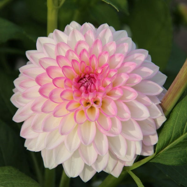 Dahlia 'Arbatax' - Imported Formal Decorative (1 tuber) – Lily's 