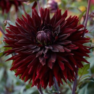 Dahlia Black Jack