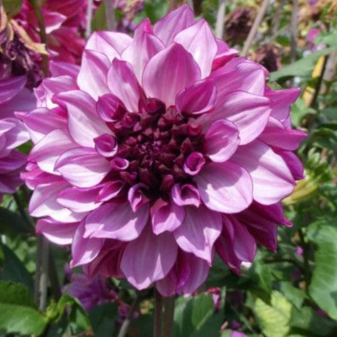 dahlias seed to bloom the dahlia grower's companion Dahlia 'Blueberry Classic'