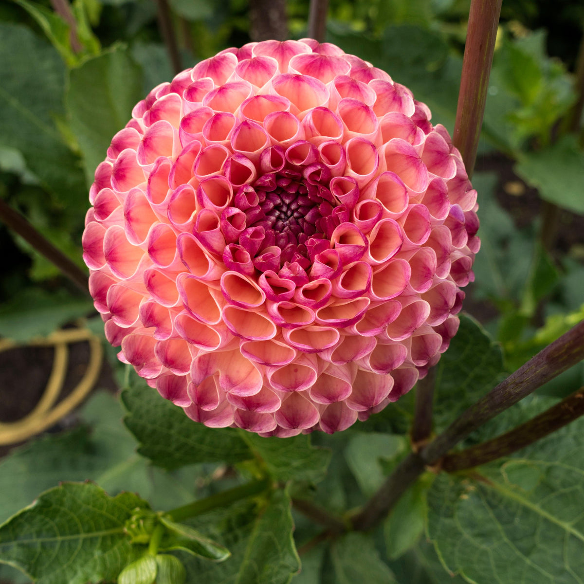 Dahlia 'Burlesca' - Mini Ball (1 tuber) – Lily's Garden Store