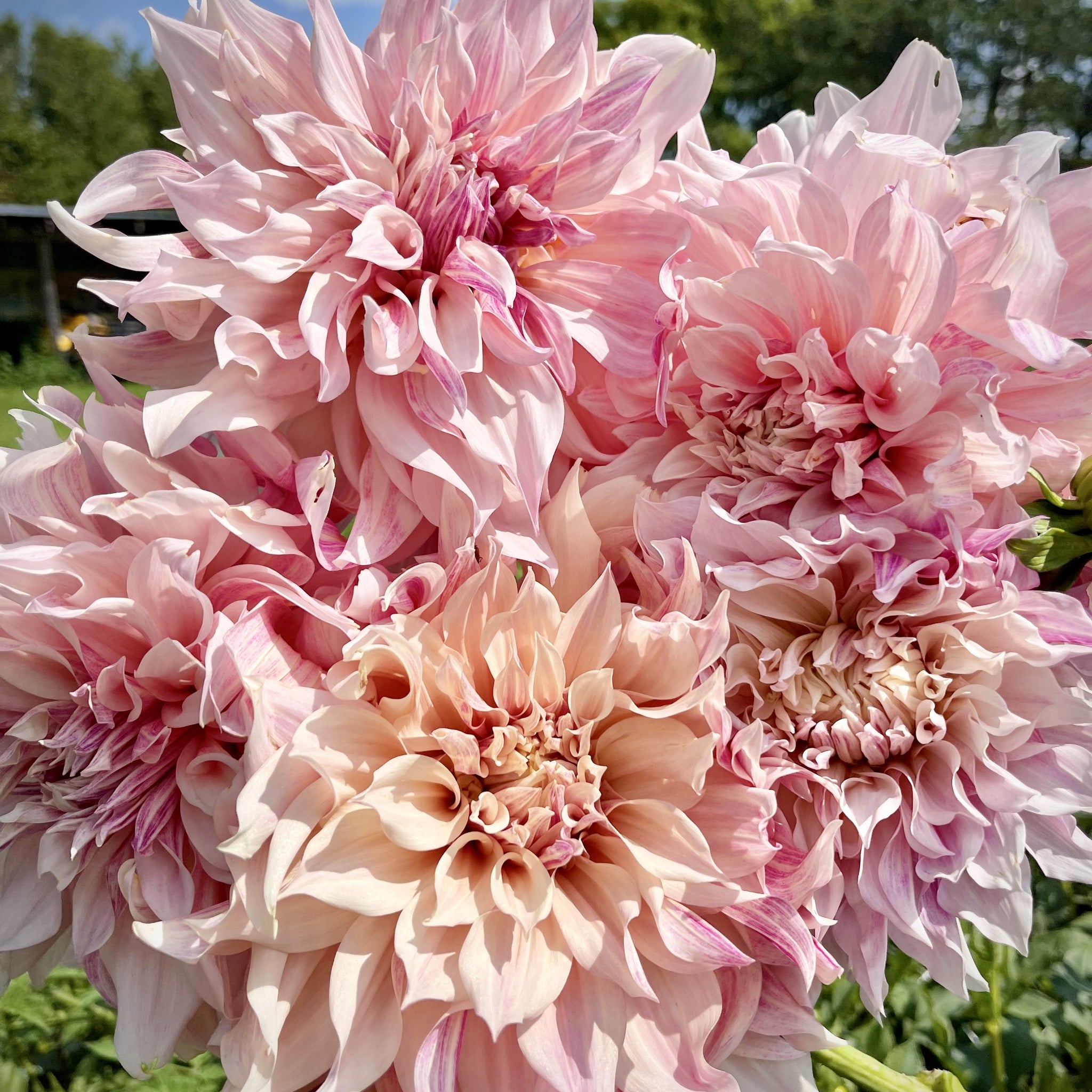 dahlia cafe au lait seeds Dahlia 'Cafe Au Lait'