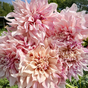 Dahlia Cafe au Lait