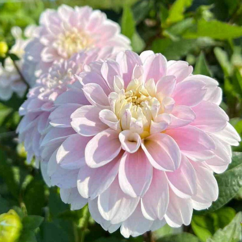Dahlia 'Cayen' - Small Formal Decorative (1 imported tuber)