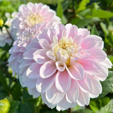 Dahlia 'Cayen' - Small Formal Decorative (1 imported tuber)