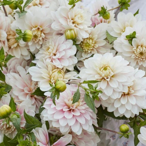 Dahlia 'Christo' - Small Formal Decorative (1 imported tuber)
