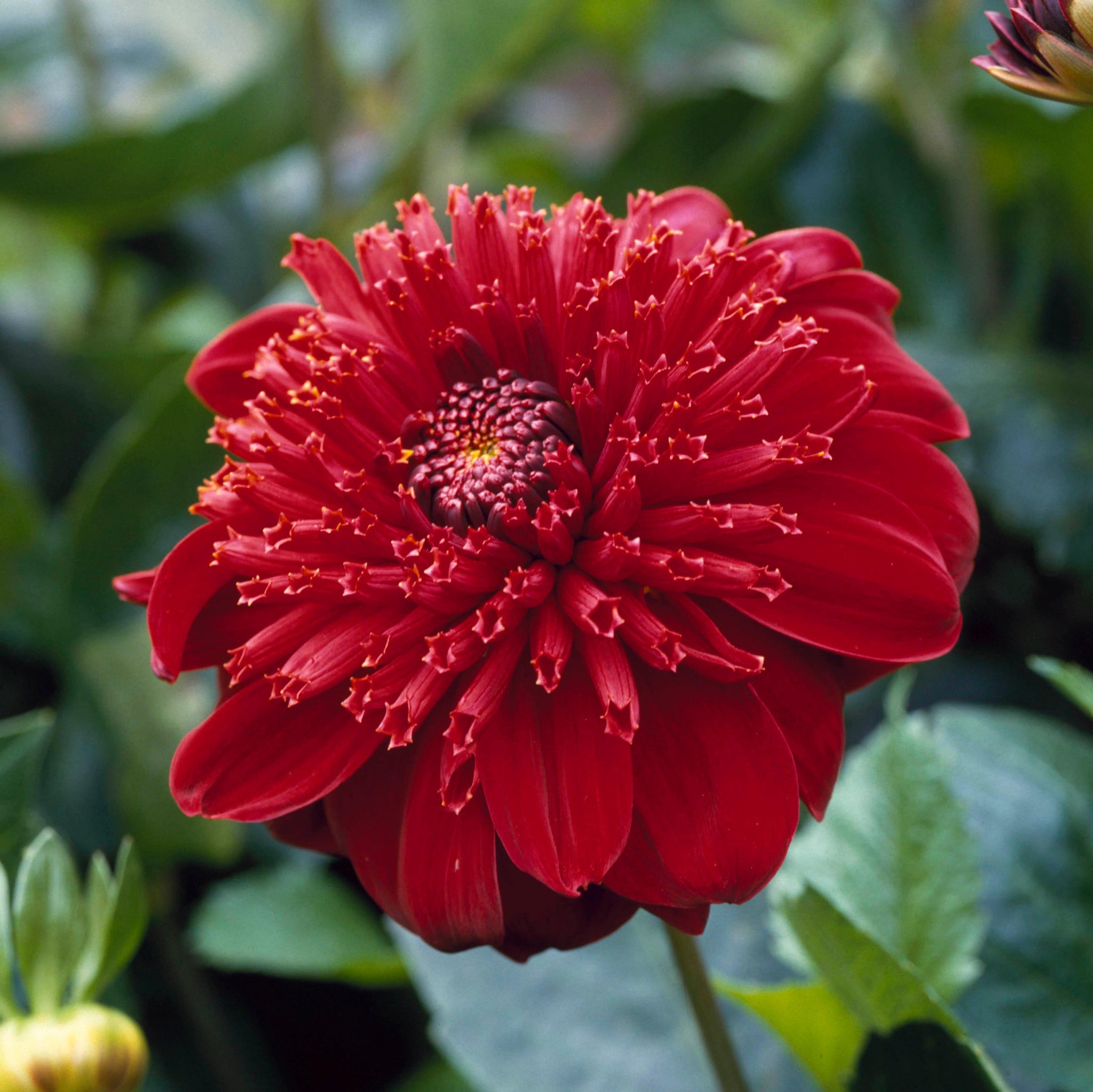 Dahlia 'Comet' - Anemone type (1 imported tuber)