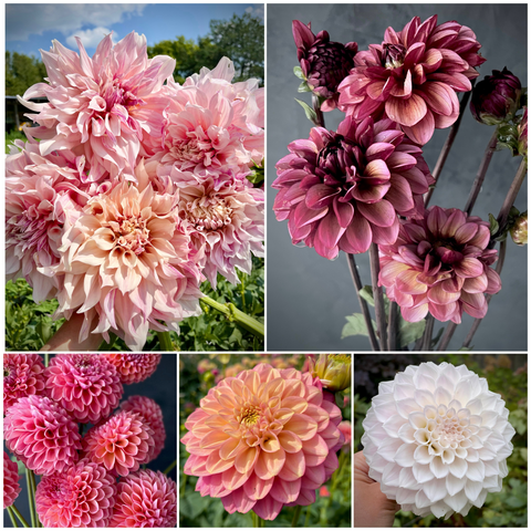 Dahlia Cuttings lot of 5