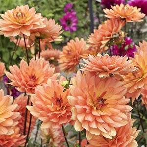 Dahlia 'Dr P.H. Riedell' - Waterlily (1 imported tuber)