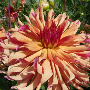 Dahlia 'Erpeler Ley' - Informal Decorative (1 imported tuber)