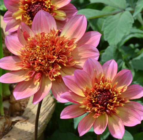 Dahlia 'Florinoor' - Anemone type (1 imported tuber)