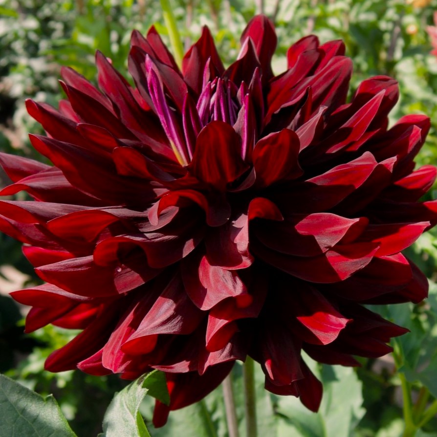 Dahlia 'Hollyhill Black Beauty' - Informal Decorative (1 tuber) – Lily ...