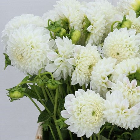 Dahlia 'Ice Baby' - Imported Small Formal Decorative (1 tuber)