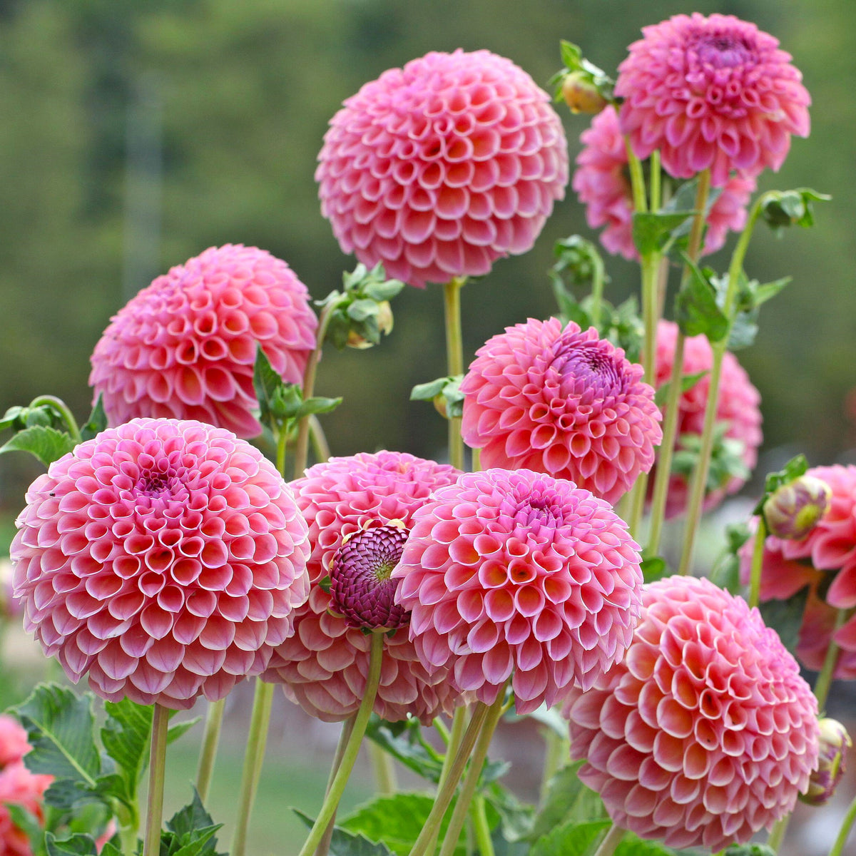 Dahlia 'Jowey Winnie' - Ball (1 tuber) – Lily's Garden Store