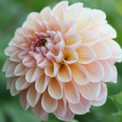 Dahlia 'Justyna' - Small Formal Decorative (1 tuber)