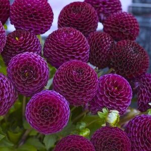 Dahlia 'Moor Place' - Imported Miniature Ball (1 tuber)