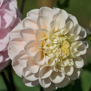 Dahlia 'Opal' - Ball (1 imported tuber)