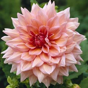 Dahlia Otto's Thrill