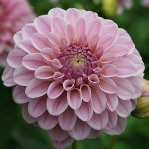 Dahlia 'Pink Silk' - Imported Small Formal Decorative (1 tuber)