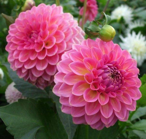 Dahlia Pink Suffusion