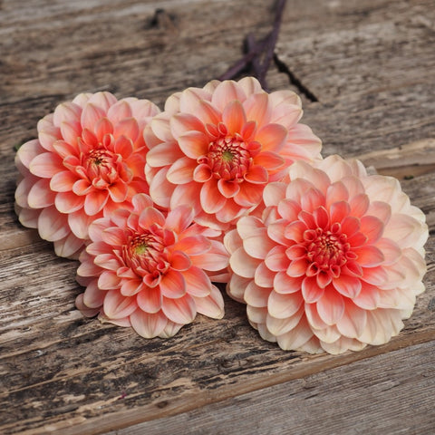 Dahlia 'Rosario' - Decorative (1 imported tuber)