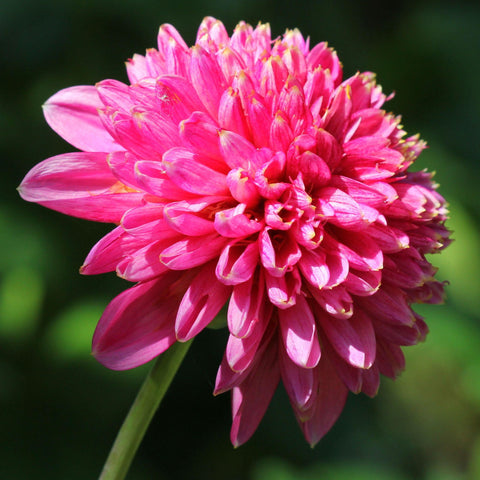 Dahlia 'Alyshia' - Anemone (1 imported tuber)