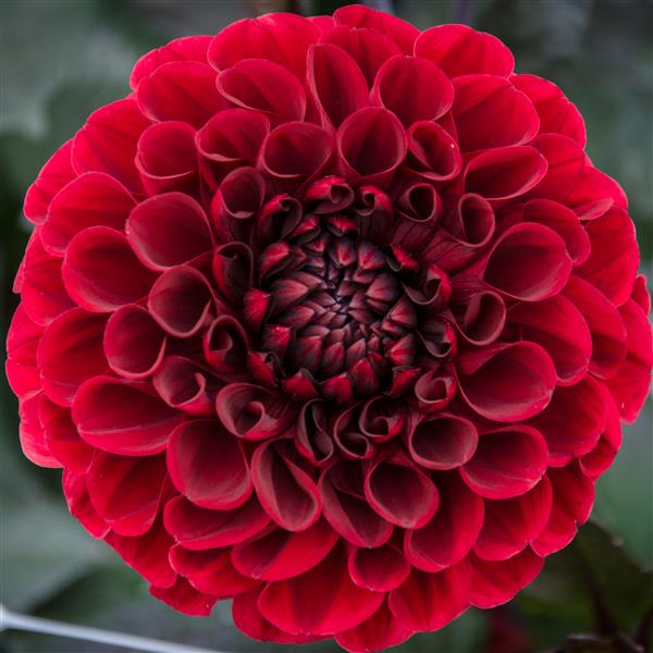 Dahlia 'Baccara' - Small Formal Decorative (1 imported tuber)