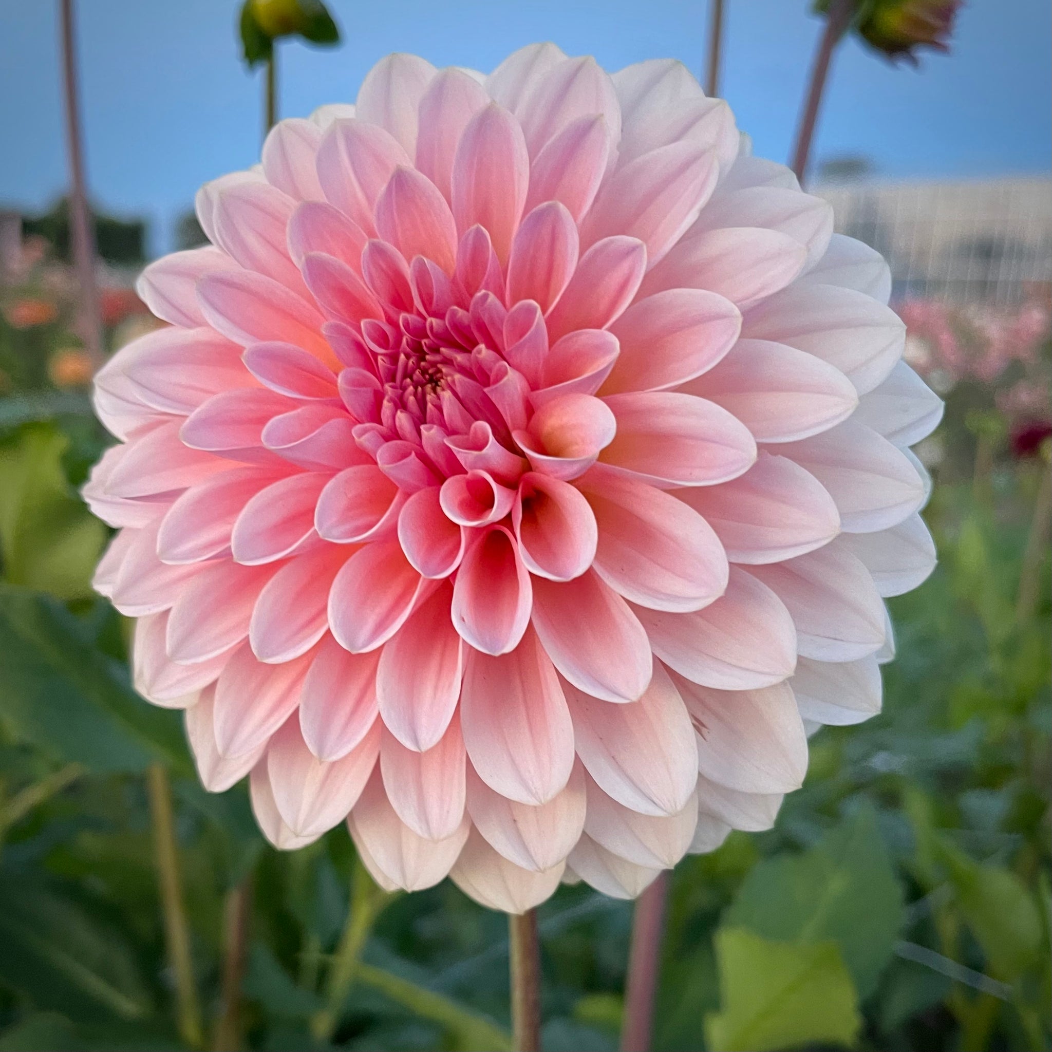 Dahlia 'Beauty Queen'