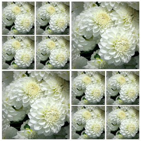 *Runts 10-pack Dahlia 'Boom Boom White' - Small Formal Decorative (10 farm tubers)