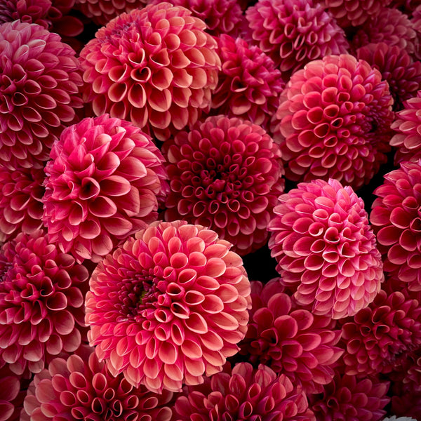 Dahlia 'Copper Boy' - Ball (1 farm tuber)