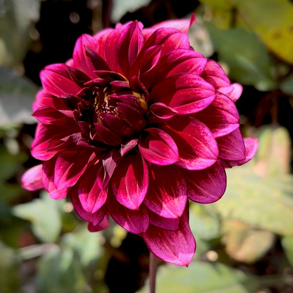 Dahlia Darkarin - buy dahlia tubers online 