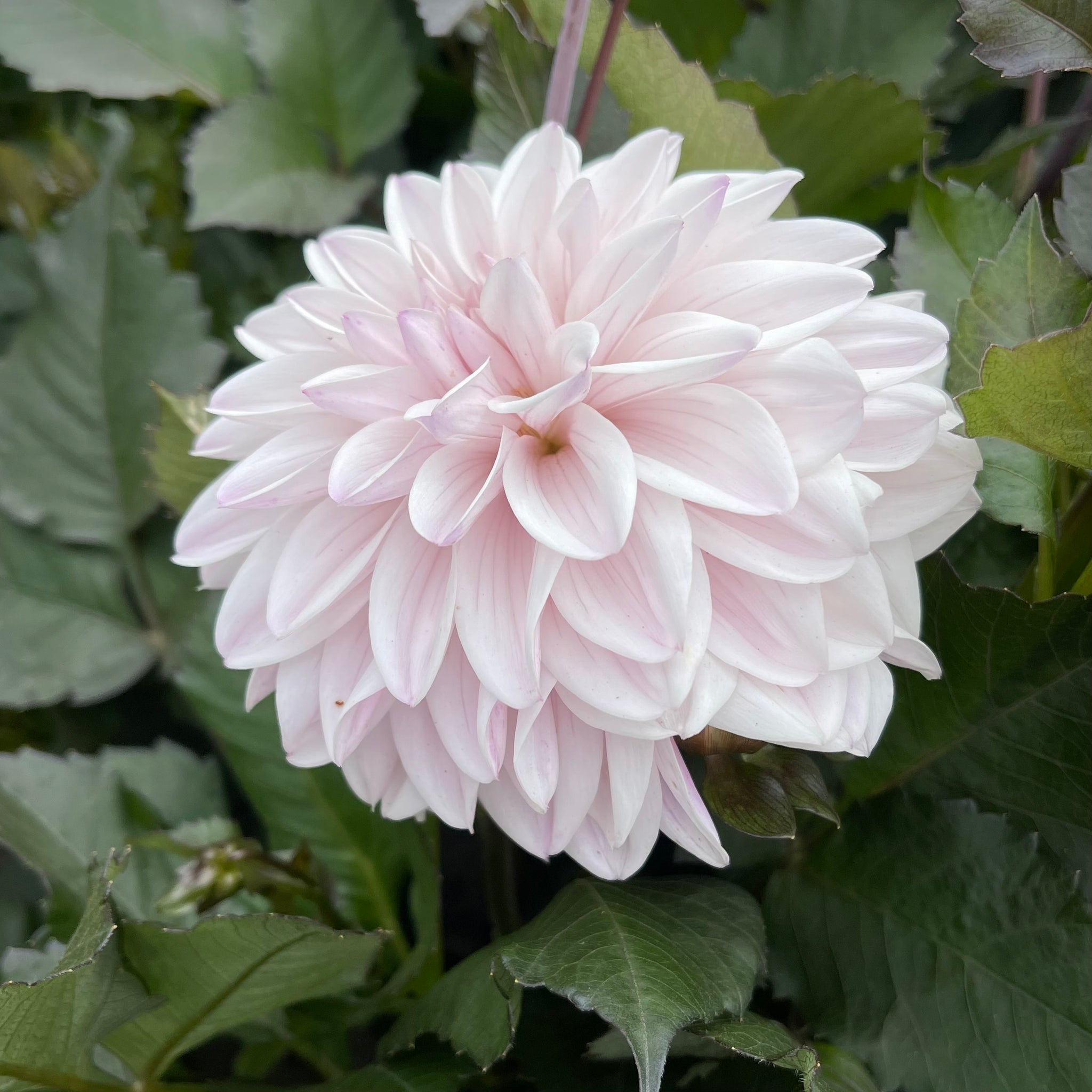 ダリア　ソリド　ベスパ　dalia-solido Dahlia 'Espacio' - Small Formal Decorative (1 imported tuber